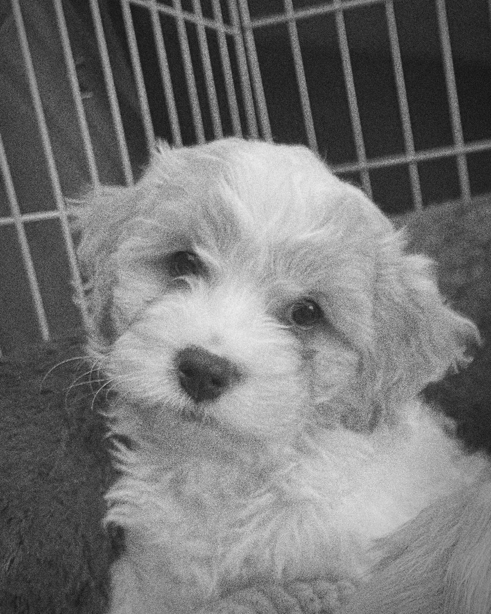 Teddy as a puppy, sitting up in his bed and looking at the camera
